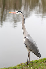 Fototapeta premium Gray heron near the water