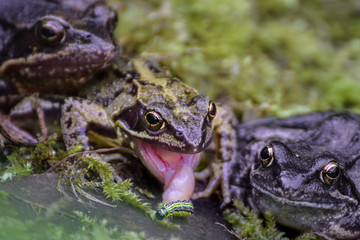 frog eating caterpillar