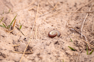 Yellow banded millipede Anadenobolus monilicornis