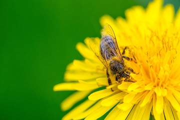 Biene auf Löwenzahn