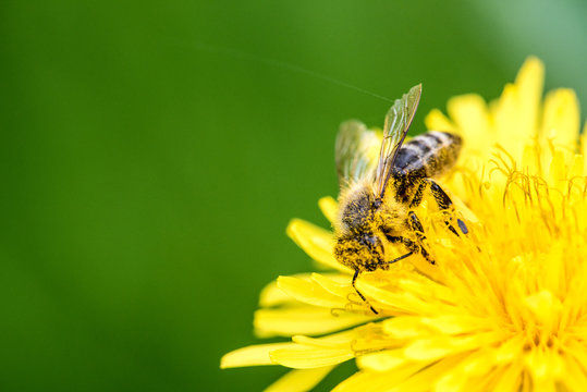 Biene auf L&ouml;wenzahn