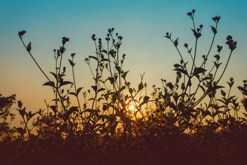 silhouette of the grass with the sun in the evening. The concept of natural beauty