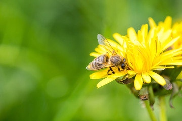 Biene auf Löwenzahn