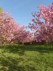 Blühende Kirschbäume in Parkanlage zum Sonnenaufgang