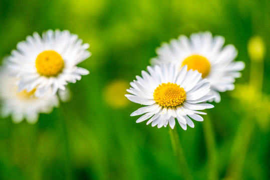 Gemeines G&auml;nsebl&uuml;mchen