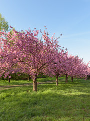Fototapeta na wymiar Blühende Kirschbäume in Parkanlage zum Sonnenaufgang