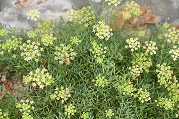 Crithmum maritimum à Noirmoutier en été, France