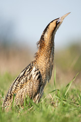 Euroasian bittern goes and sings in the spring