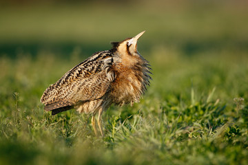 Euroasian bittern goes and sings in the spring