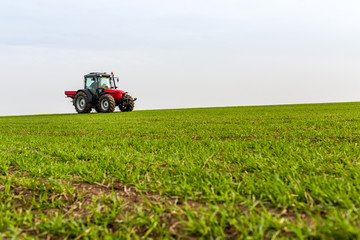 Fototapeta premium Farmer in tractor fertilizing wheat field at spring with npk