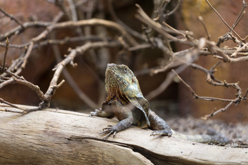 Chlamydosaurus kingii