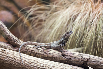 Chlamydosaurus kingii