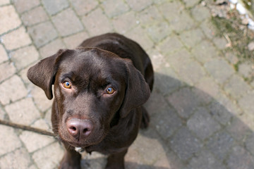 labrador brown