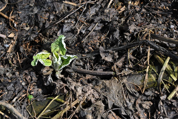 Burdock young sprout on black earth background, top view