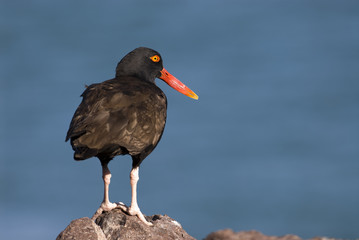 Blackish Ostreycatcher (Haematopus ater).