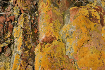 Crumbling brick wall with yellow moss, spring bright sun light, grunge horizontal background texture