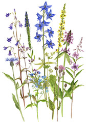 Fototapeta na wymiar Background with watercolor flowers