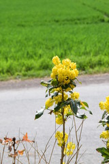 blühende Stechpalmen
