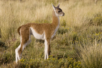Guanaco (Lama Guanicoe) in Patagonia.