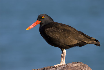 Blackish Ostreycatcher (Haematopus ater).