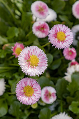 detail of spring flowers