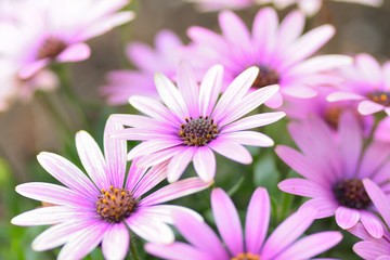 Obraz premium Macro texture of colorful spring Daisy flowers with blurred background in garden
