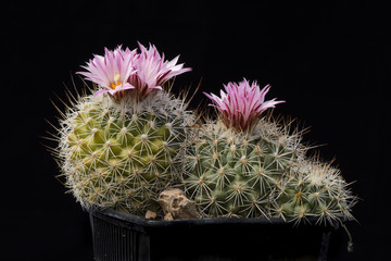 Cactus Gymnocactus knuthianus with flower isolated on Black.