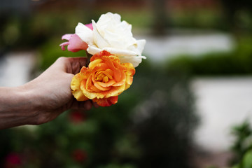 Roses being held by hand