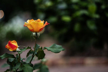 Orange flower in the park