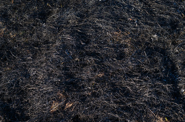 Fototapeta na wymiar Ashes after burnt grass, background texture.