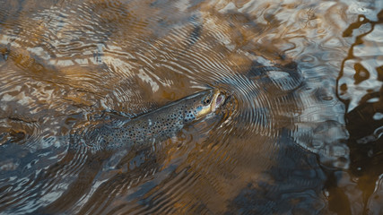 Picturesque trout caught by a fisherman. Fish under water.