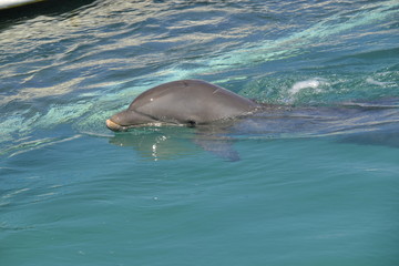 Fototapeta premium Delfine in Grand Cayman (George Town) / Der Große Tümmler ist eine in allen Ozeanen verbreitete Art der Delfine