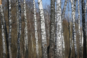 Birch Grove