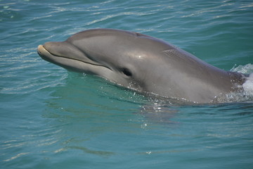 Naklejka premium Delfine in Grand Cayman (George Town) / Der Große Tümmler ist eine in allen Ozeanen verbreitete Art der Delfine