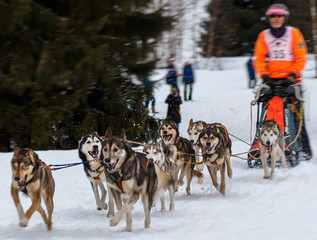 Schlittenhunde Rennen im kalten Winter, Husky_008