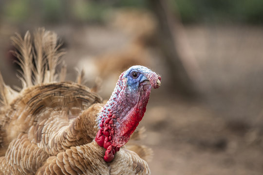 Pavo doméstico de corral con el pico cerrado