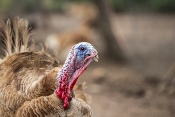 Pavo doméstico de corral con el pico abierto y moviendo el moco