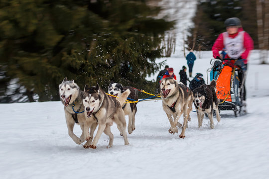 Schlittenhunde Rennen im kalten Winter, Husky_007