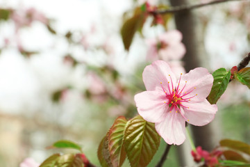 Spring blossom on branch, closeup