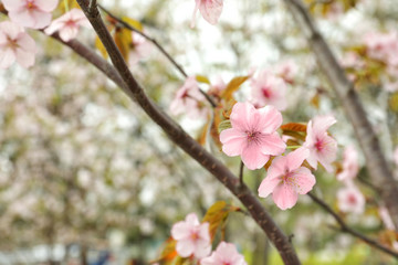 Blossoming spring tree, closeup