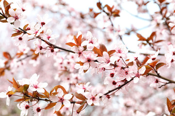 Blossoming spring tree, closeup