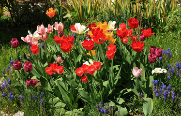 Obraz premium Colorful tulips in garden
