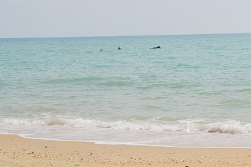 Fototapeta na wymiar dolphins near the shore
