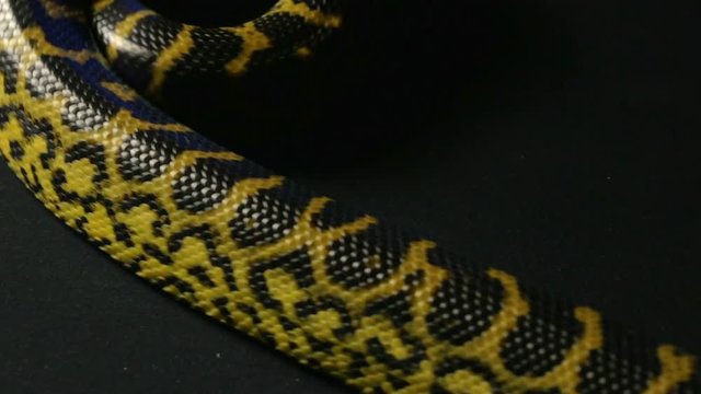 Crawling yellow anaconda in studio