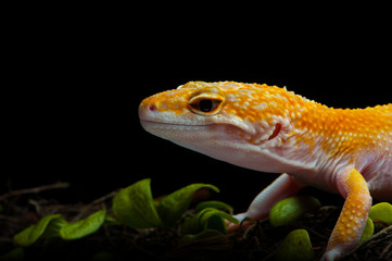 yellow gecko in action 