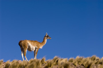 Guanaco (Lama Guanicoe) in Patagonia.