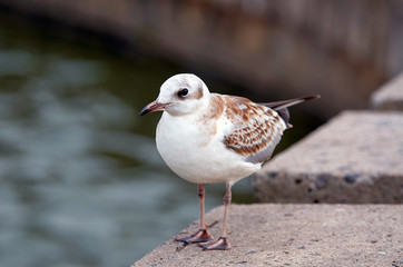 Close up of lovely young seagull standing on the edge of the concrete bridge. Bird watching in the city