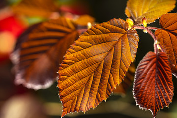 Blatt Haselnusstrauch, Nahaufnahme