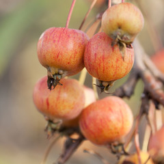 few ripe striped apples on a branch