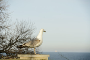 Seagull on a wall against the sea and horizon.
